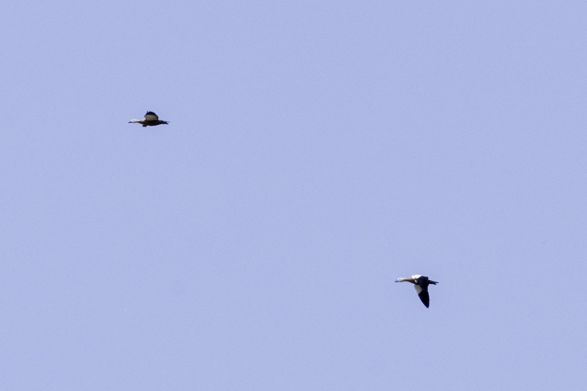 Ruddy Shelduck - Rafee Memon