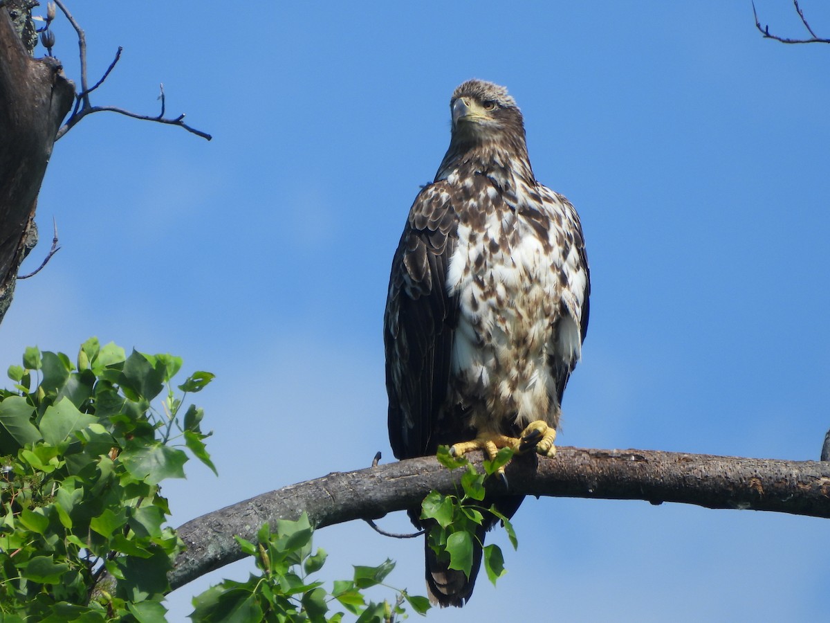 Bald Eagle - Pete Huffer