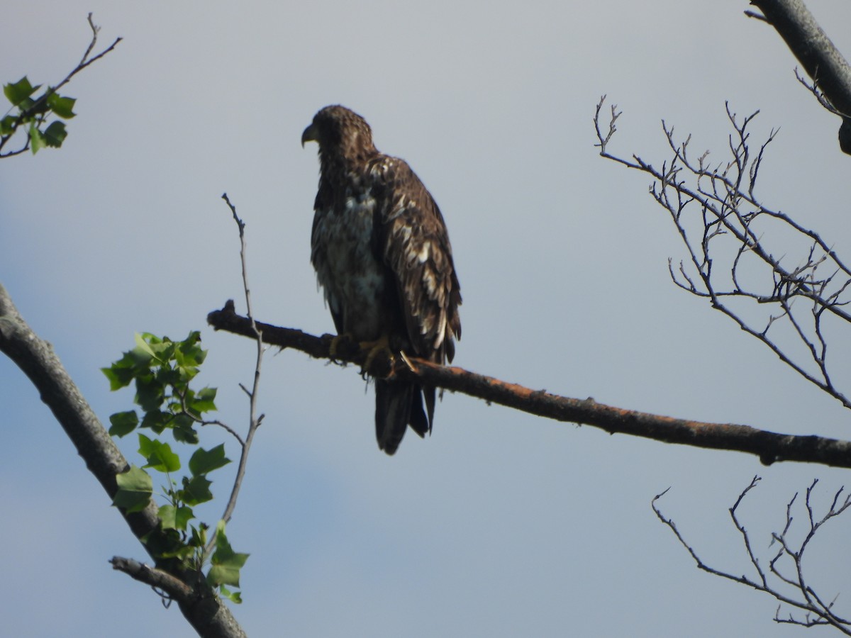 Bald Eagle - Pete Huffer