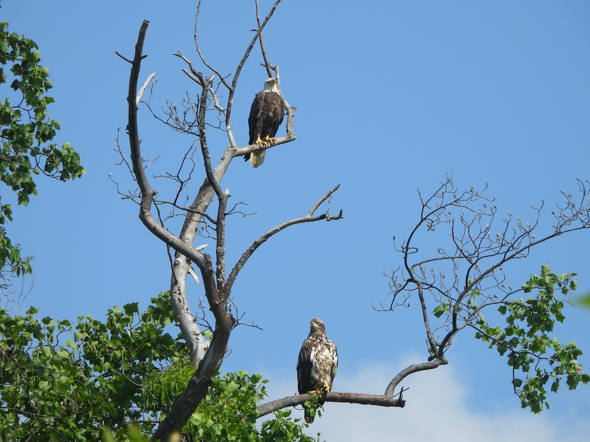 Bald Eagle - Pete Huffer