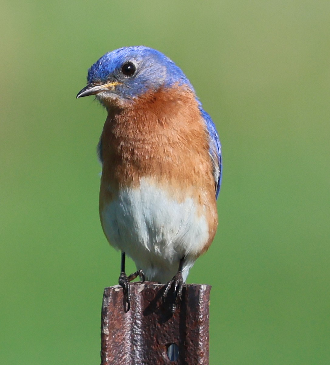 Eastern Bluebird - Charlotte Byers