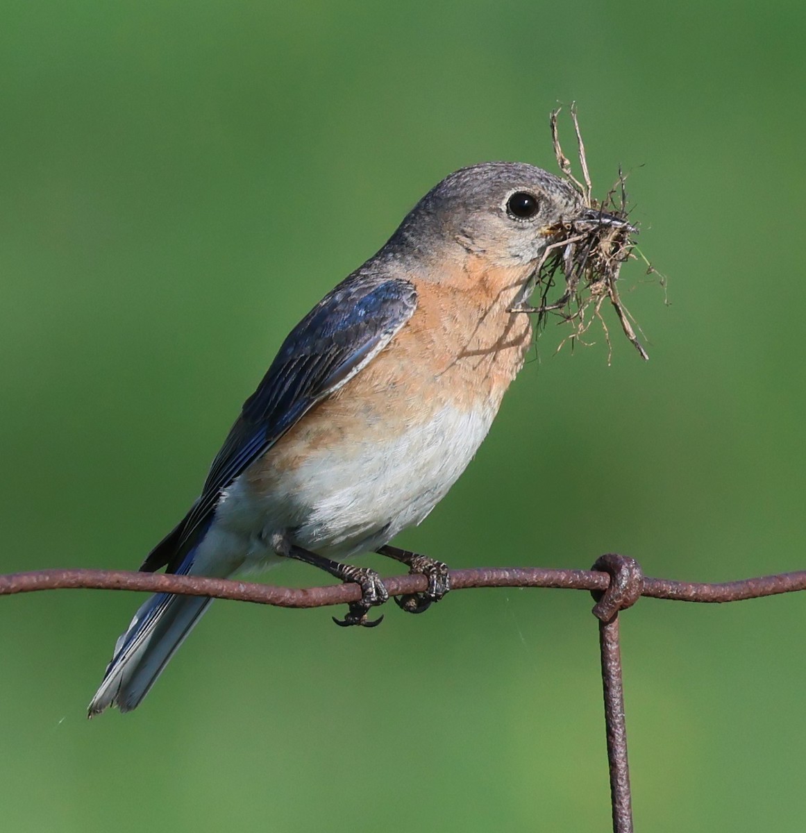 Eastern Bluebird - Charlotte Byers