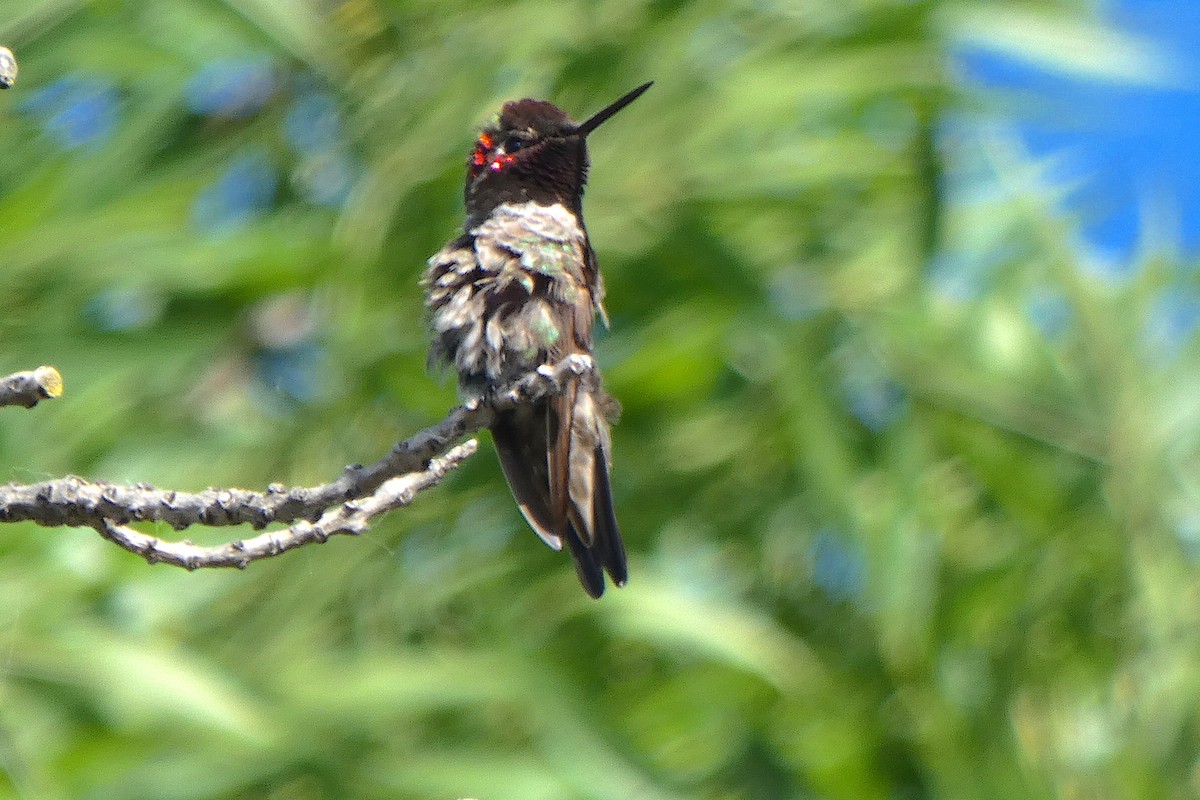 Anna's Hummingbird - D Krajnovich