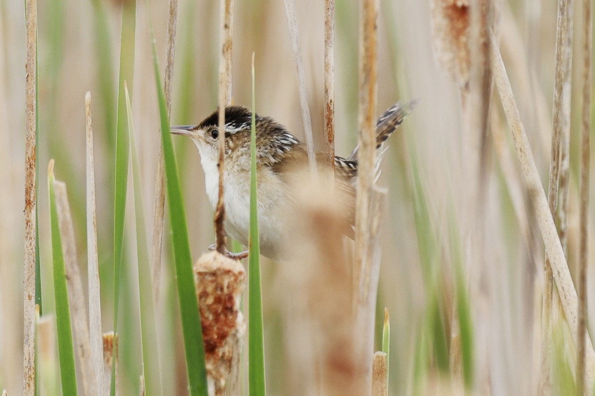 Marsh Wren - Rob Crawford