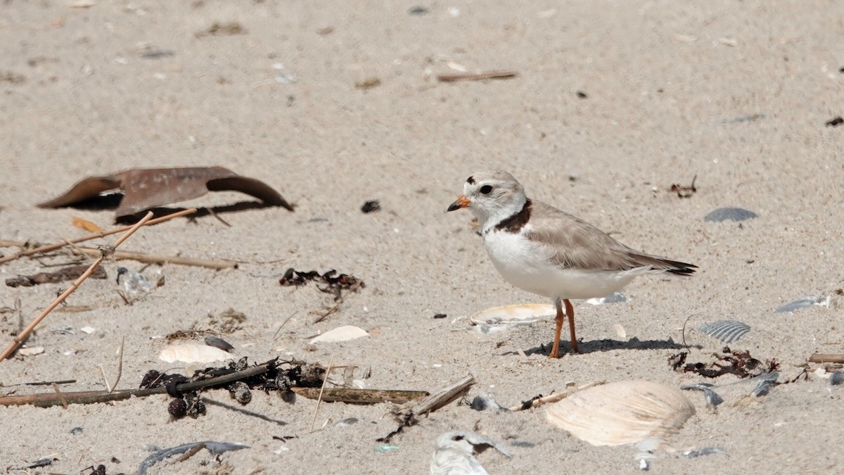 Piping Plover - ML619628555