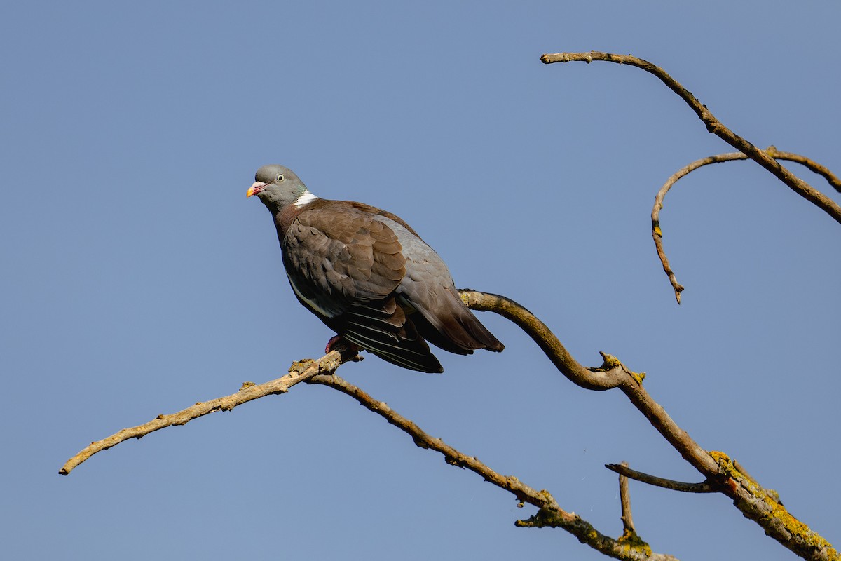 Common Wood-Pigeon (White-necked) - Kaltag .