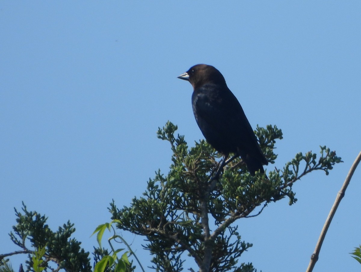 Brown-headed Cowbird - ML619628572