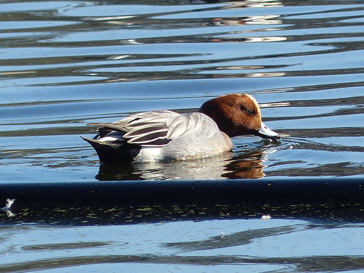 Eurasian Wigeon - Diana Byrne