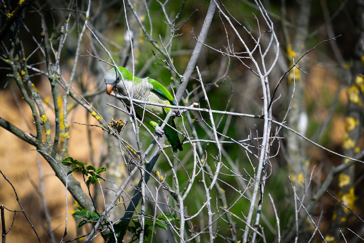 Monk Parakeet - Kaltag .