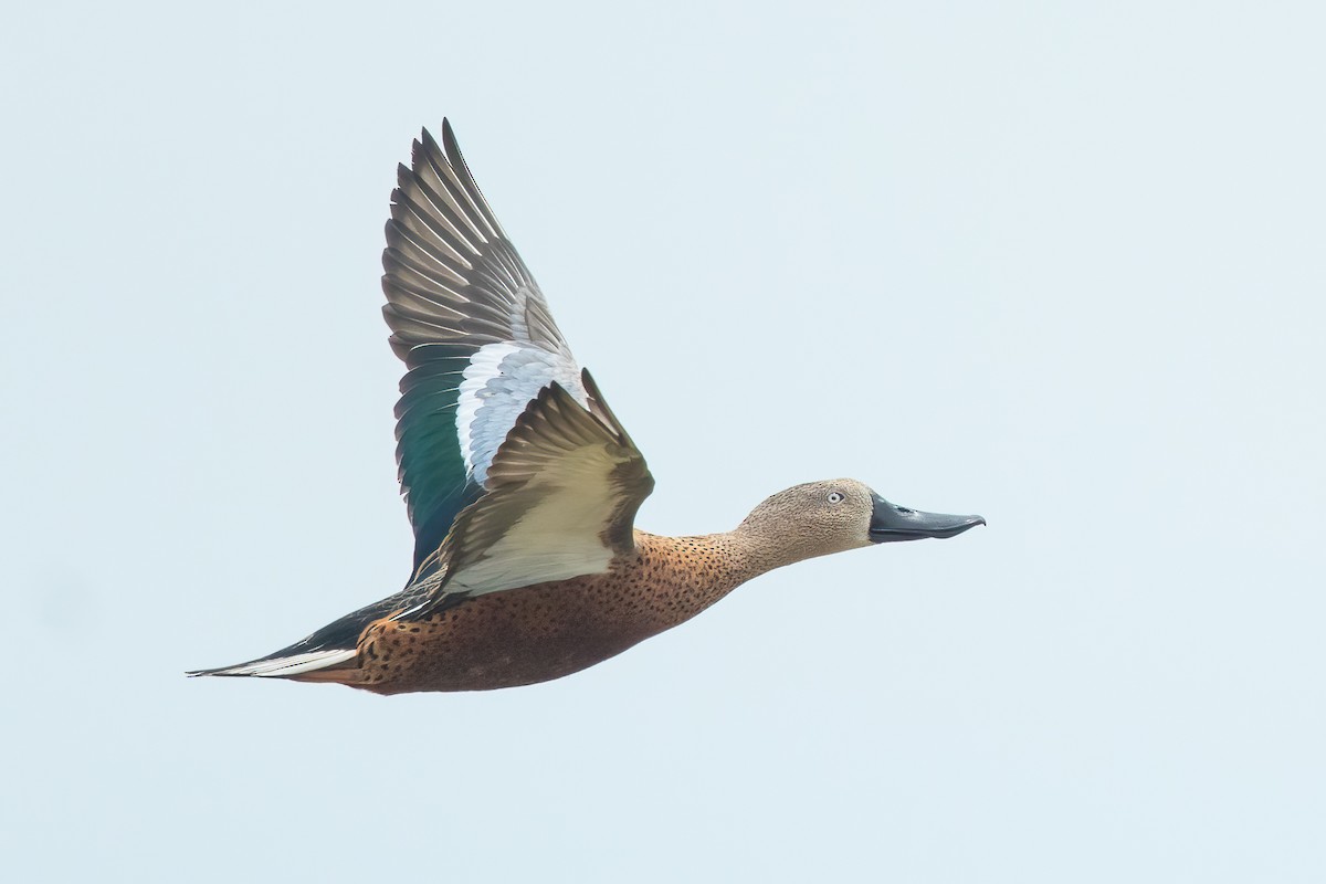 Red Shoveler - Ilya Povalyaev