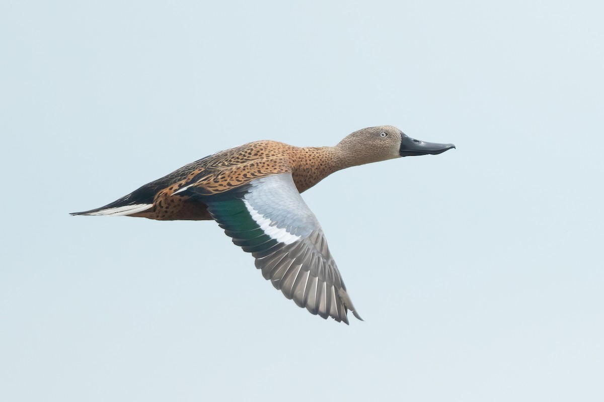 Red Shoveler - Ilya Povalyaev