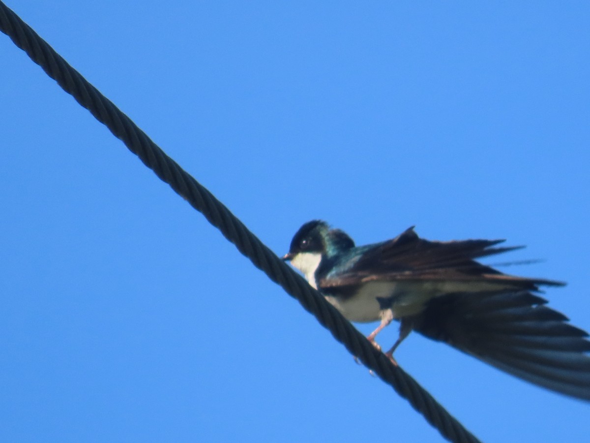 Tree Swallow - ML619628592