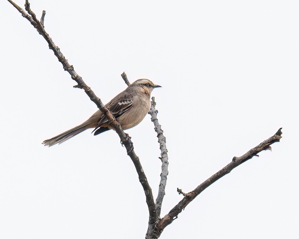 Chalk-browed Mockingbird - Victor Pássaro