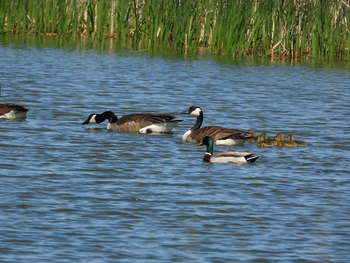 Canada Goose - Justin Rasmussen