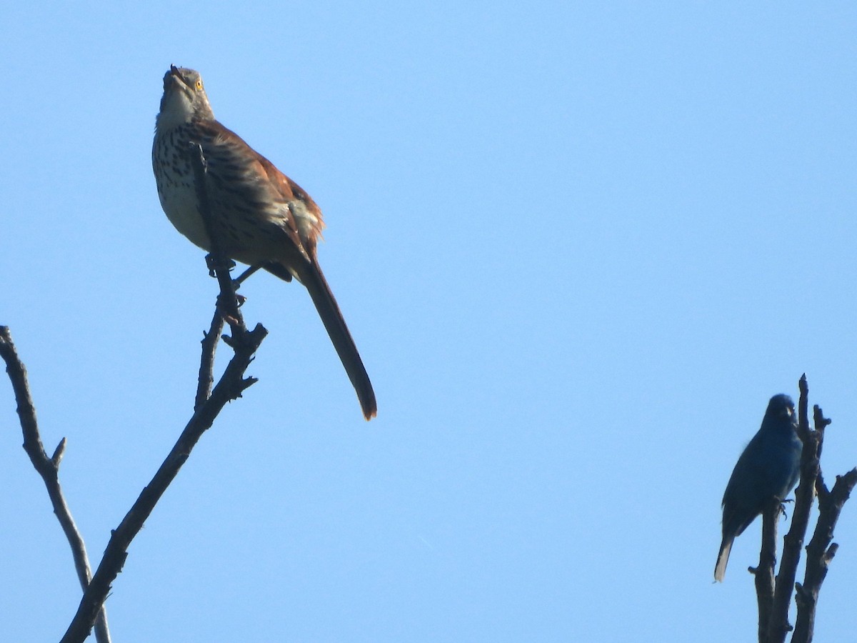 Brown Thrasher - ML619628616