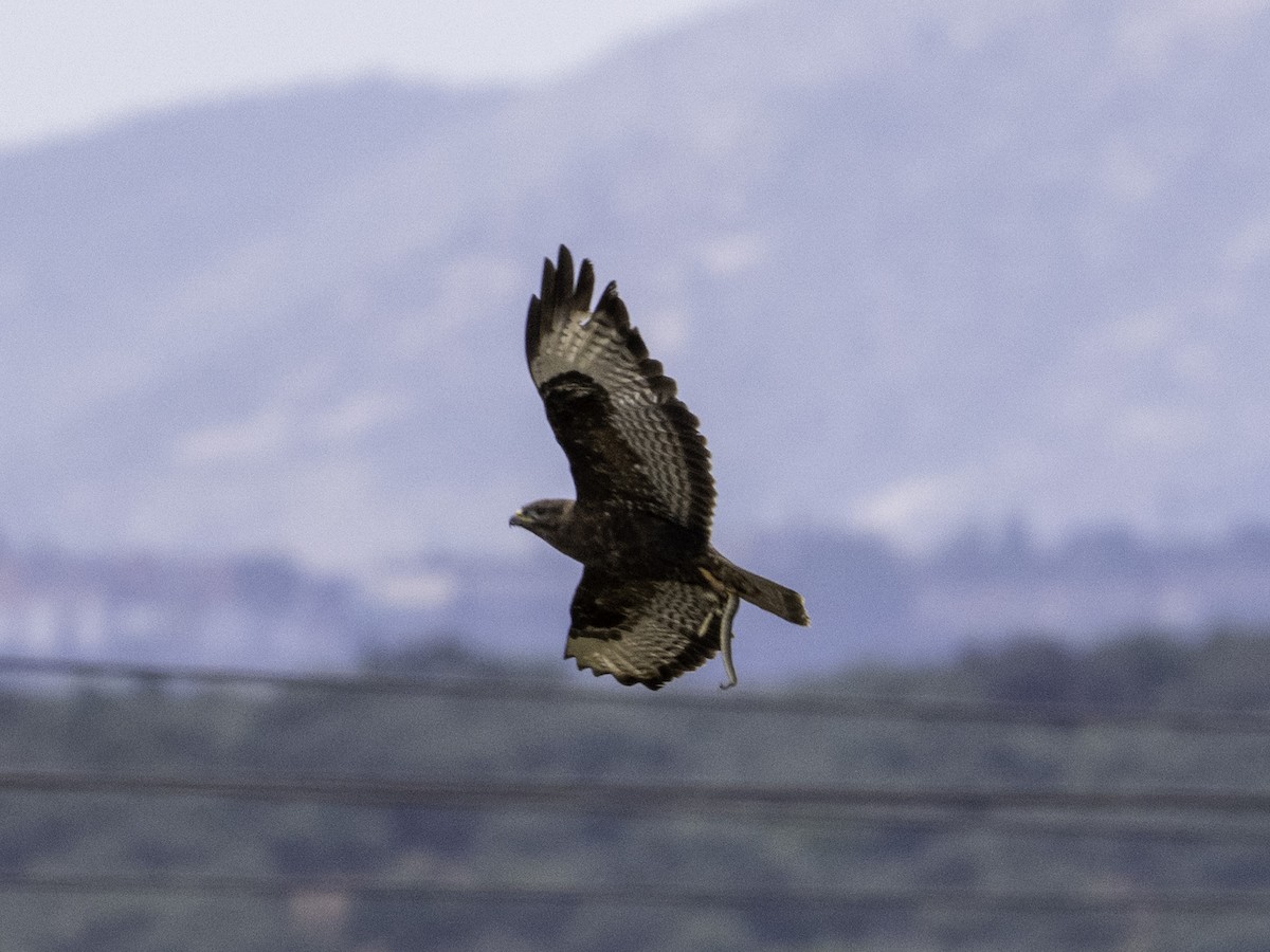 Common Buzzard - Rafee Memon