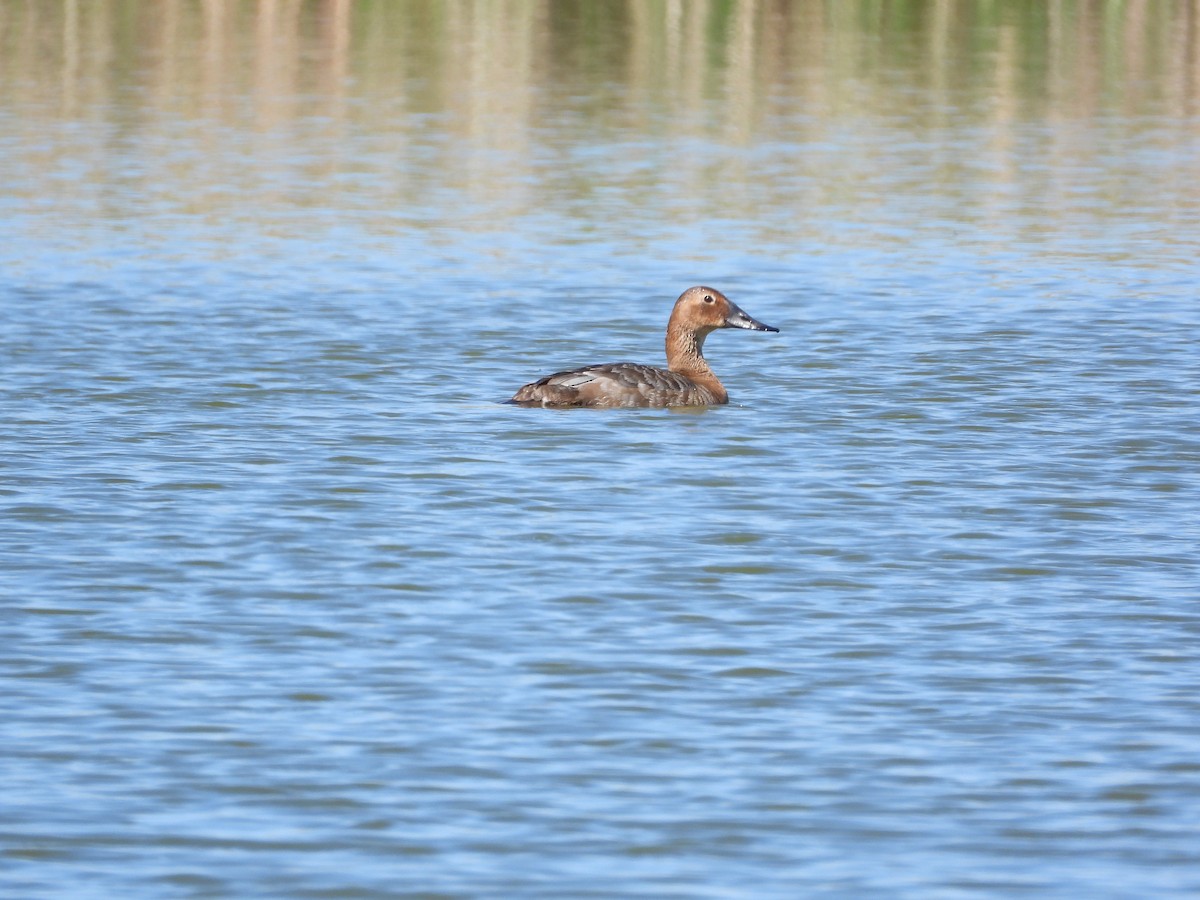 Canvasback - Justin Rasmussen