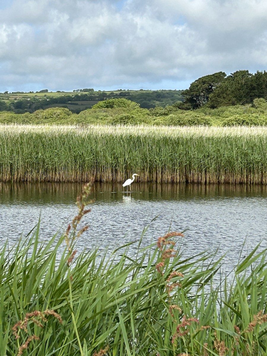 Great Egret - ML619628631