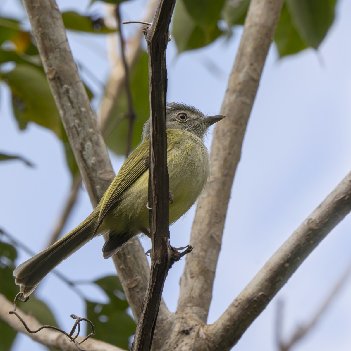 Yellow-olive Flatbill - Bruno  Silva