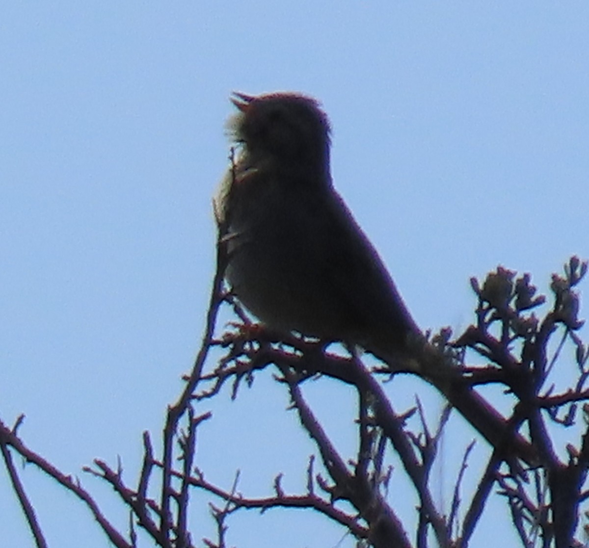 Brewer's Sparrow - Catherine Hagen