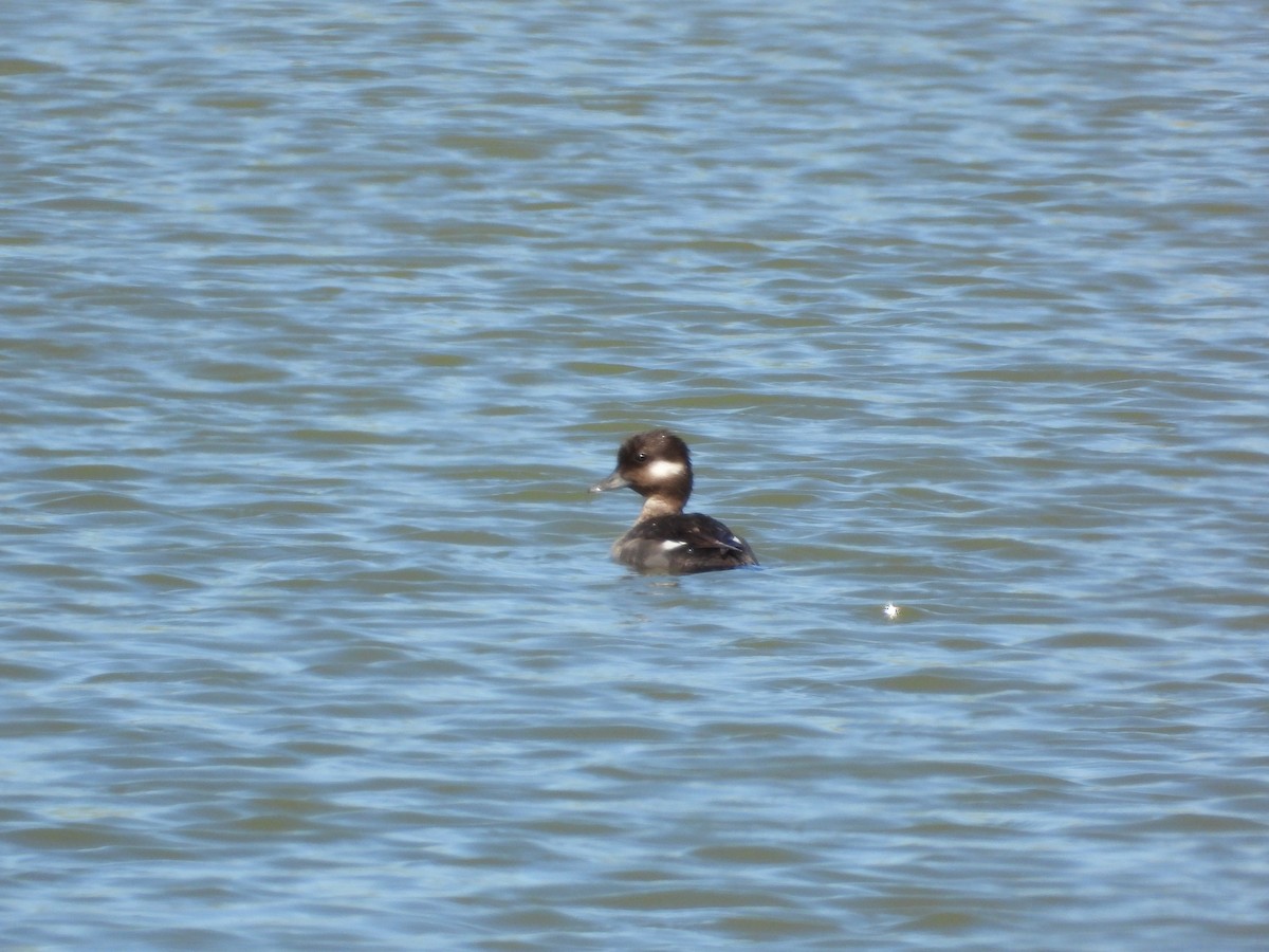 Bufflehead - Justin Rasmussen