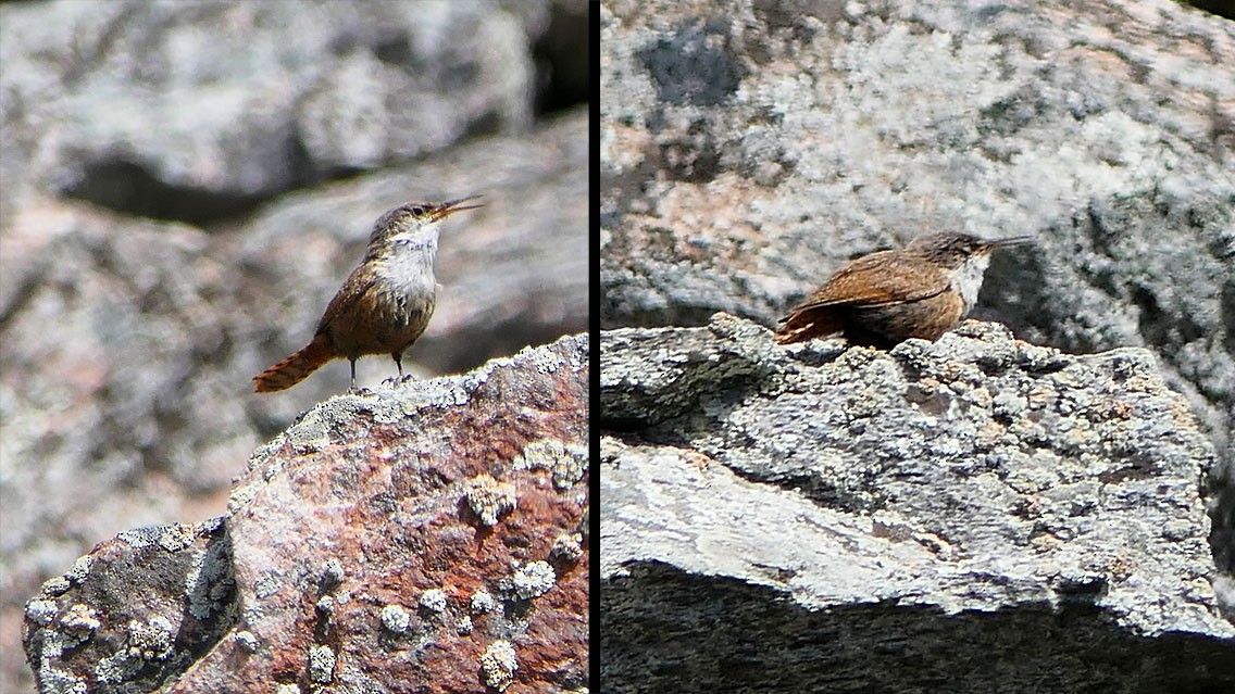 Canyon Wren - Daniel Bastaja