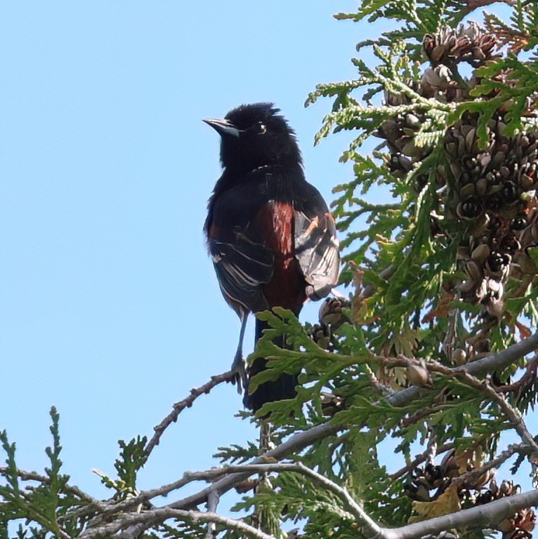 Orchard Oriole - Charlotte Byers