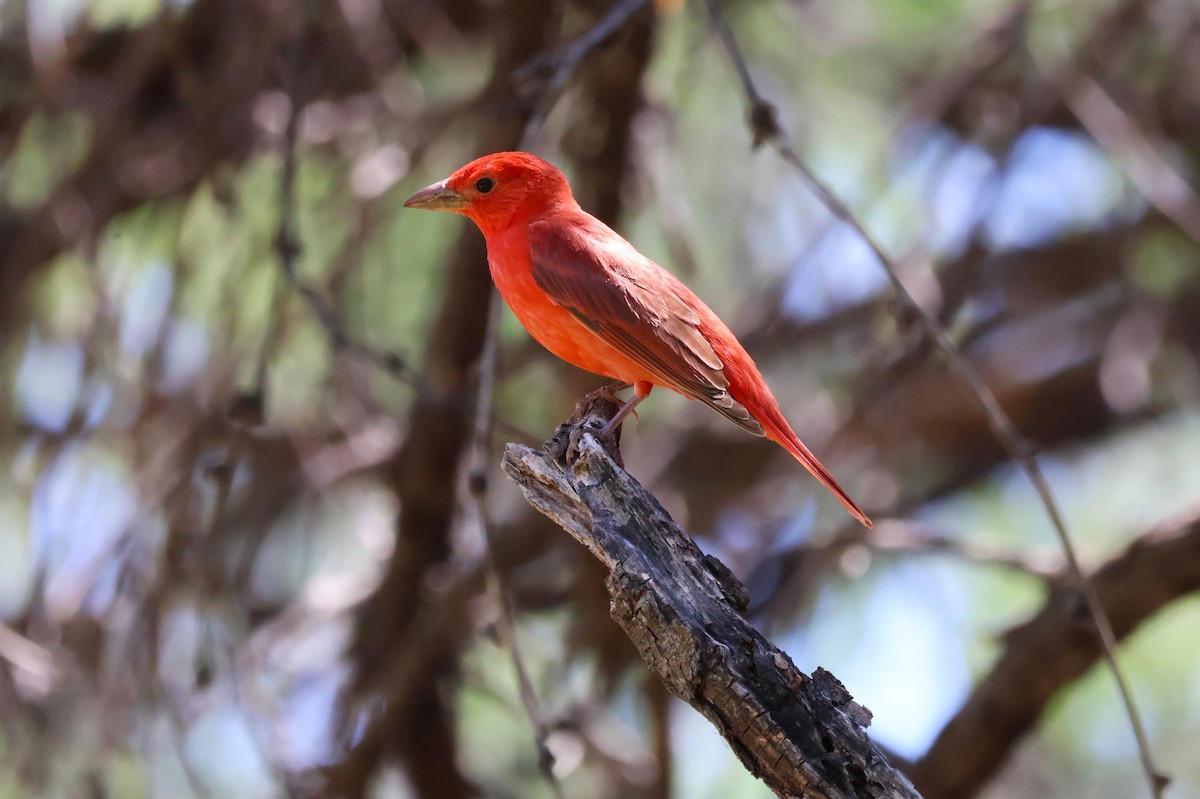 Summer Tanager - Tricia Vesely