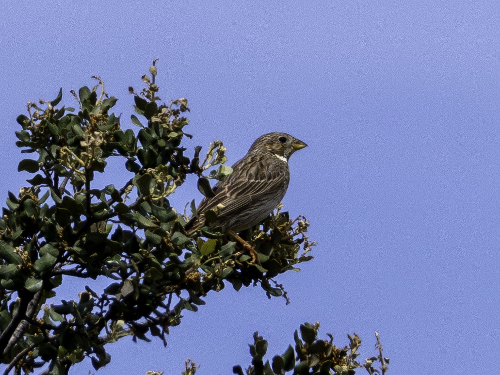 Corn Bunting - Rafee Memon