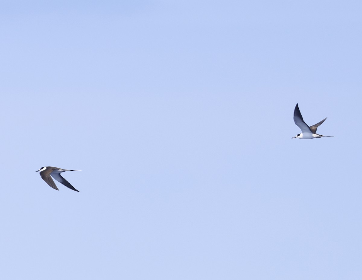 Sooty Tern - ML619628651