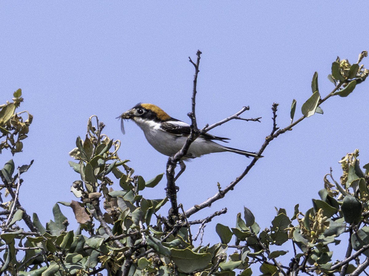 Woodchat Shrike - Rafee Memon