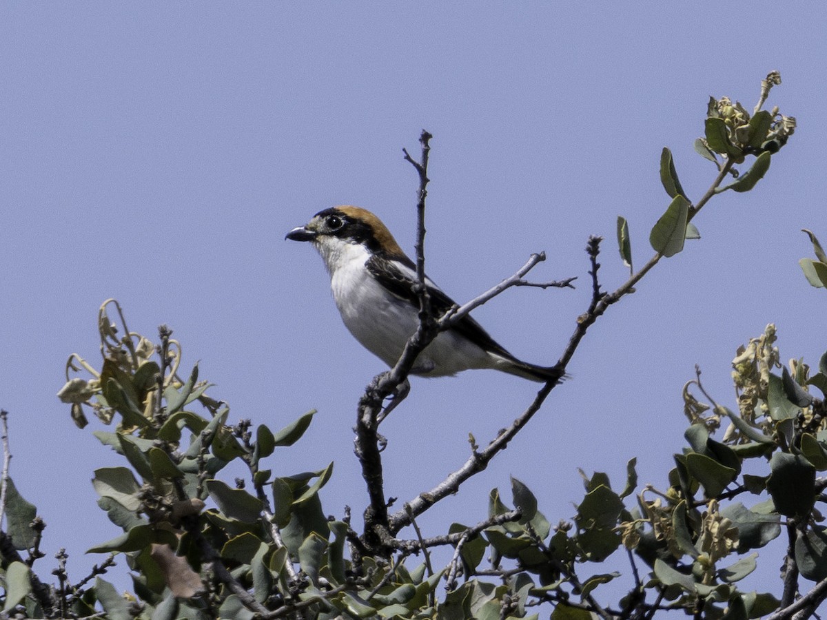 Woodchat Shrike - Rafee Memon