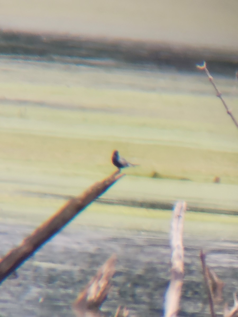 Black Tern - Jeremy Proeschel