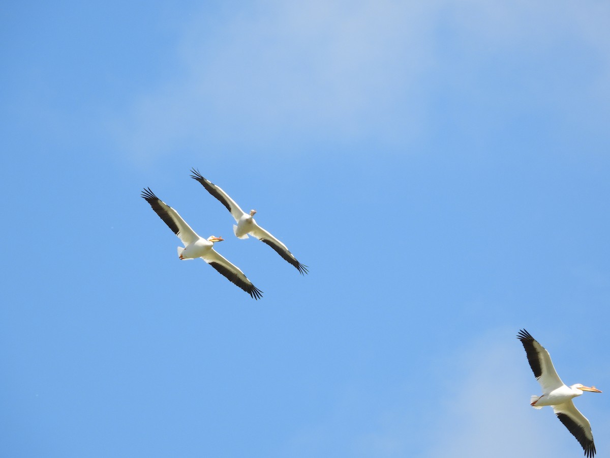 American White Pelican - Justin Rasmussen