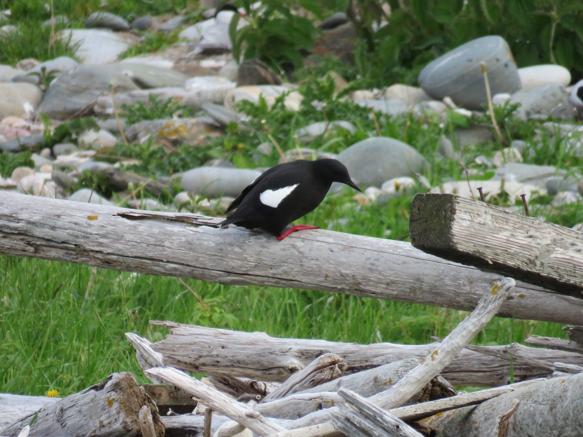 Black Guillemot - Hannah Glass