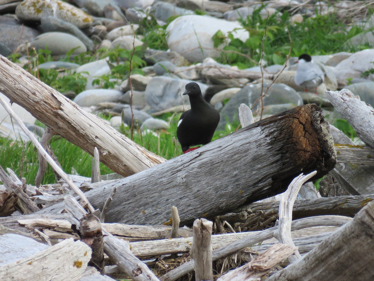 Black Guillemot - ML619628664