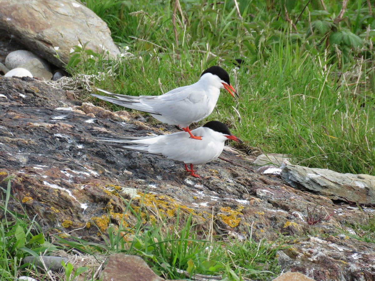 Common Tern - Hannah Glass