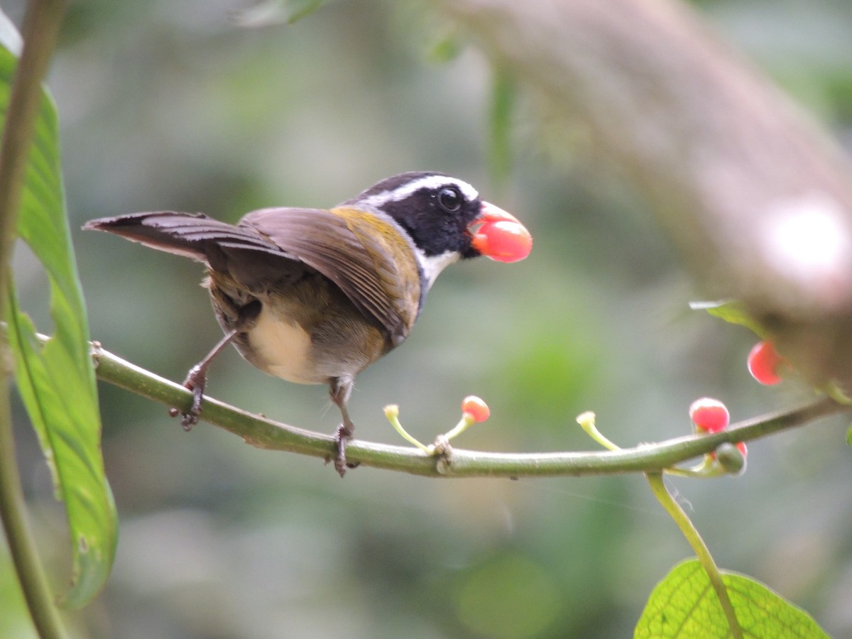 Orange-billed Sparrow - Roger Lambert