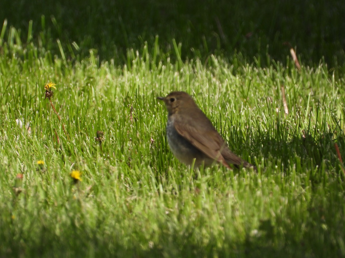 Swainson's Thrush - Justin Rasmussen