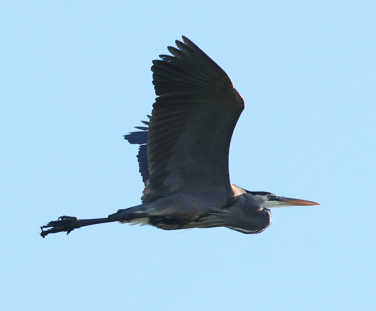 Great Blue Heron - Charlotte Byers