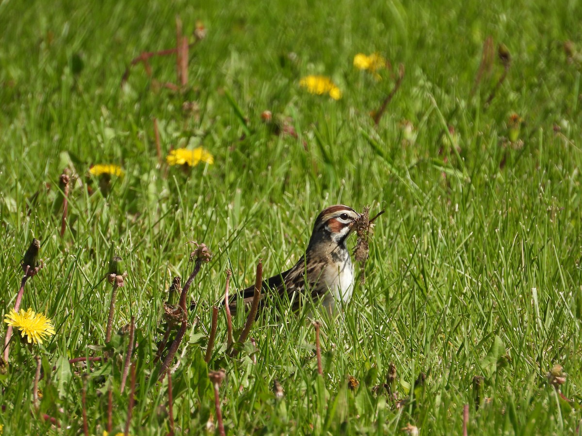 Lark Sparrow - Justin Rasmussen