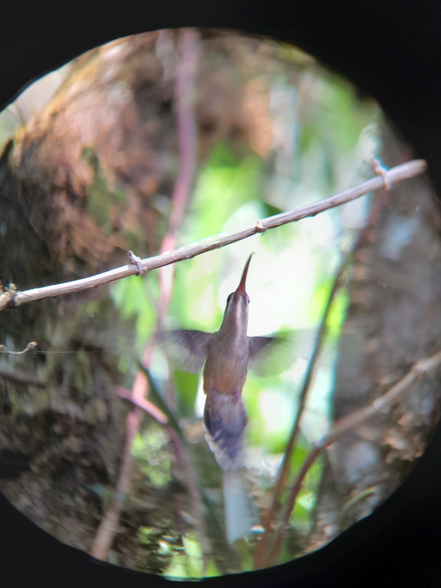 Длинноклювый колибри-отшельник - ML619628705