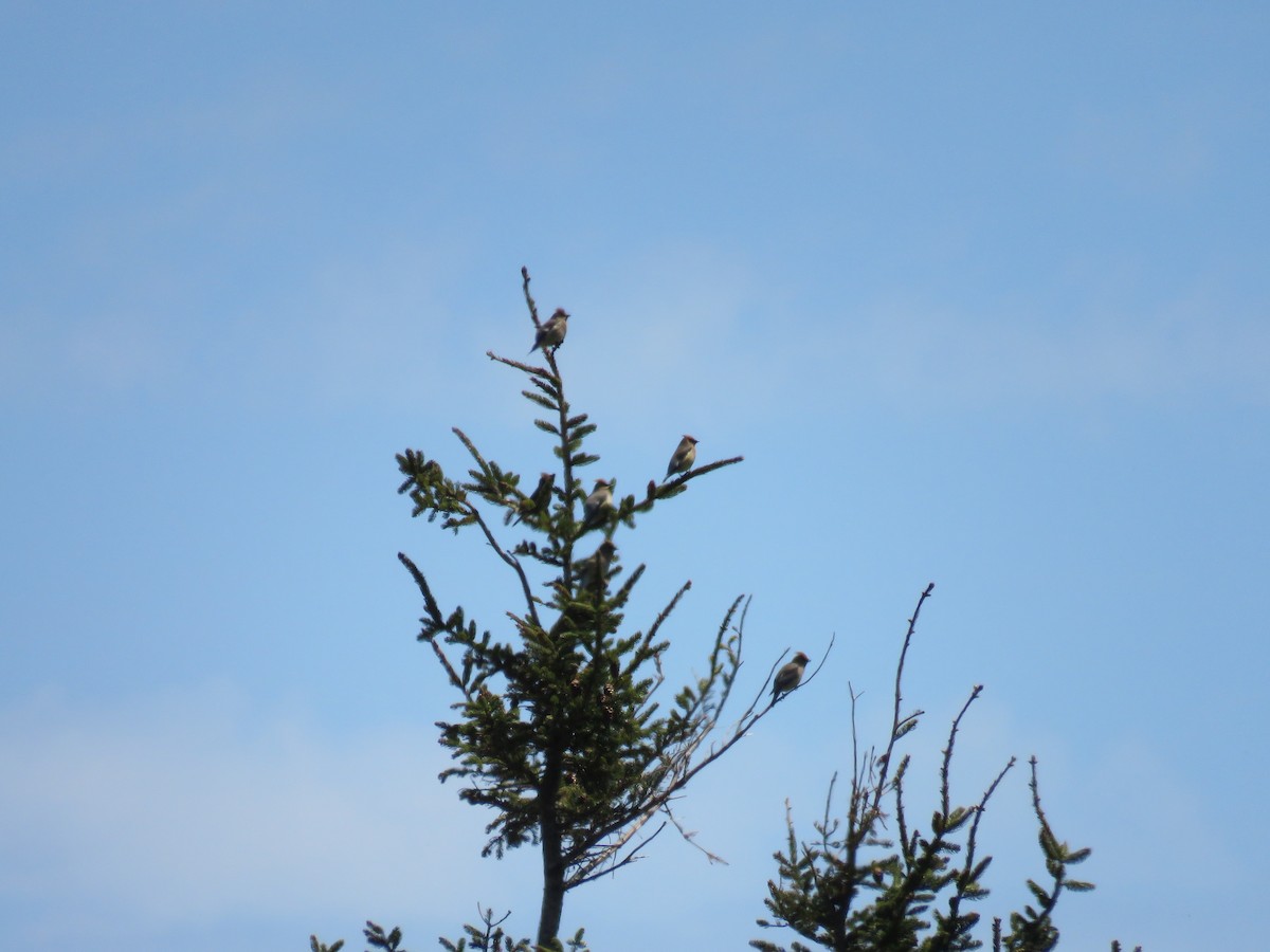 Cedar Waxwing - Hannah Glass