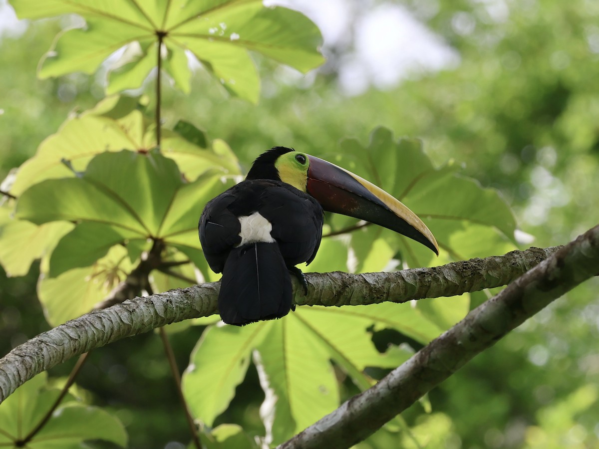 Yellow-throated Toucan - Amy Bishop & Doug Booher