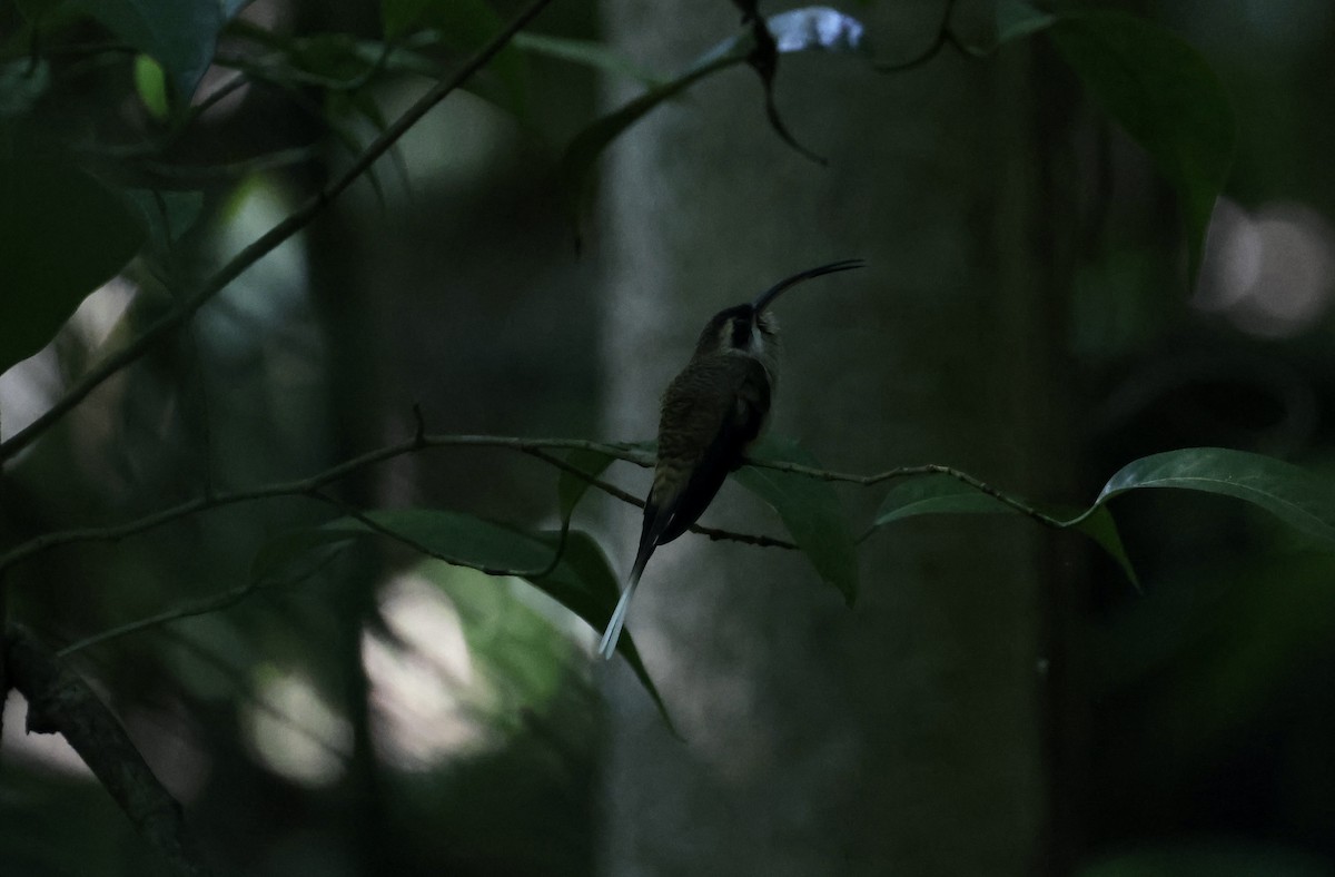 kolibřík tmavolící - ML619628726