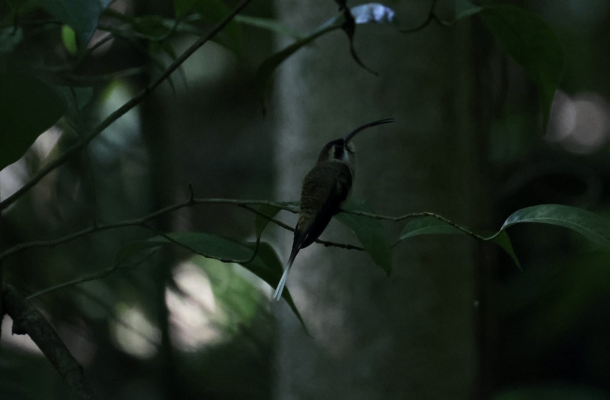 Long-billed Hermit - Amy Bishop & Doug Booher