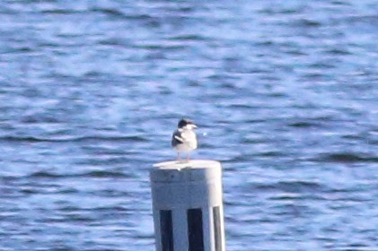 Forster's Tern - ML619628734