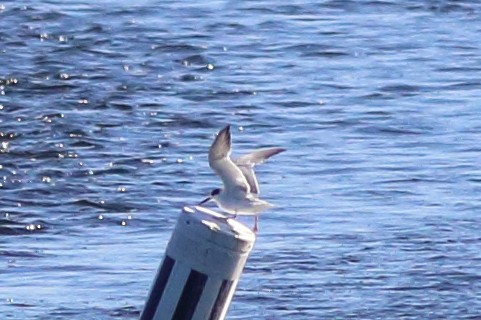 Forster's Tern - ML619628735