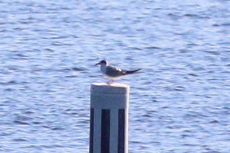 Forster's Tern - ML619628737