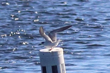 Forster's Tern - ML619628740